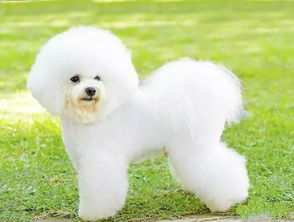 寵物食品 撬動(dòng)千億寵物經(jīng)濟(jì)的黃金賽道